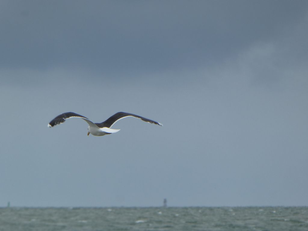 Gabbiano da id.: Mugnaiaccio (Larus marinus)